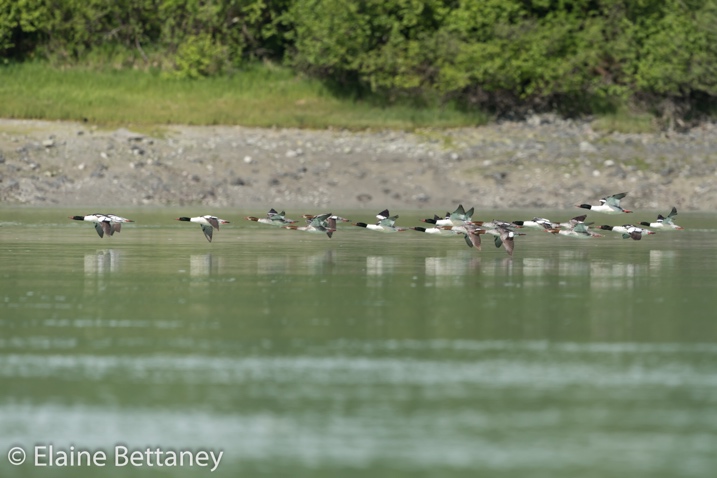 flock sea birds, Glacier Bay Sea Kayaks, Citizen Science, Glacier Bay National Park, Alaska, Beardslee Islands
